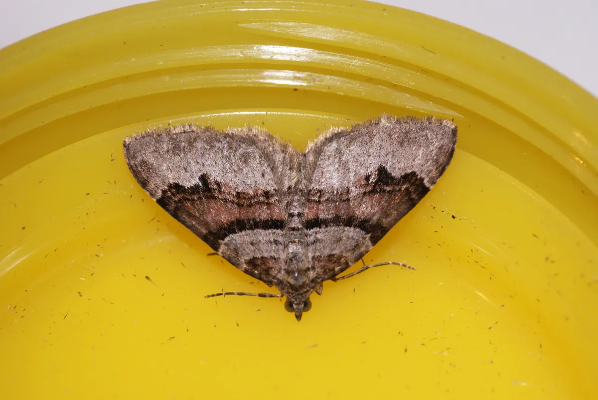 Xanthorhoe designata