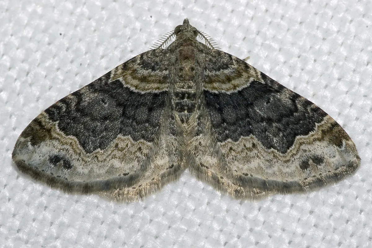 Dark-barred Twin-spot Carpet Moth