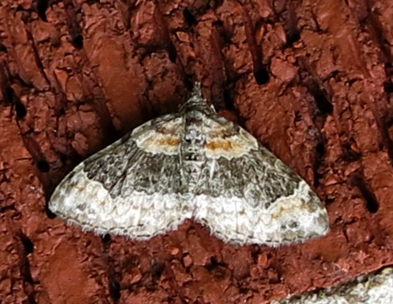 Dark-barred Twin-spot Carpet Moth