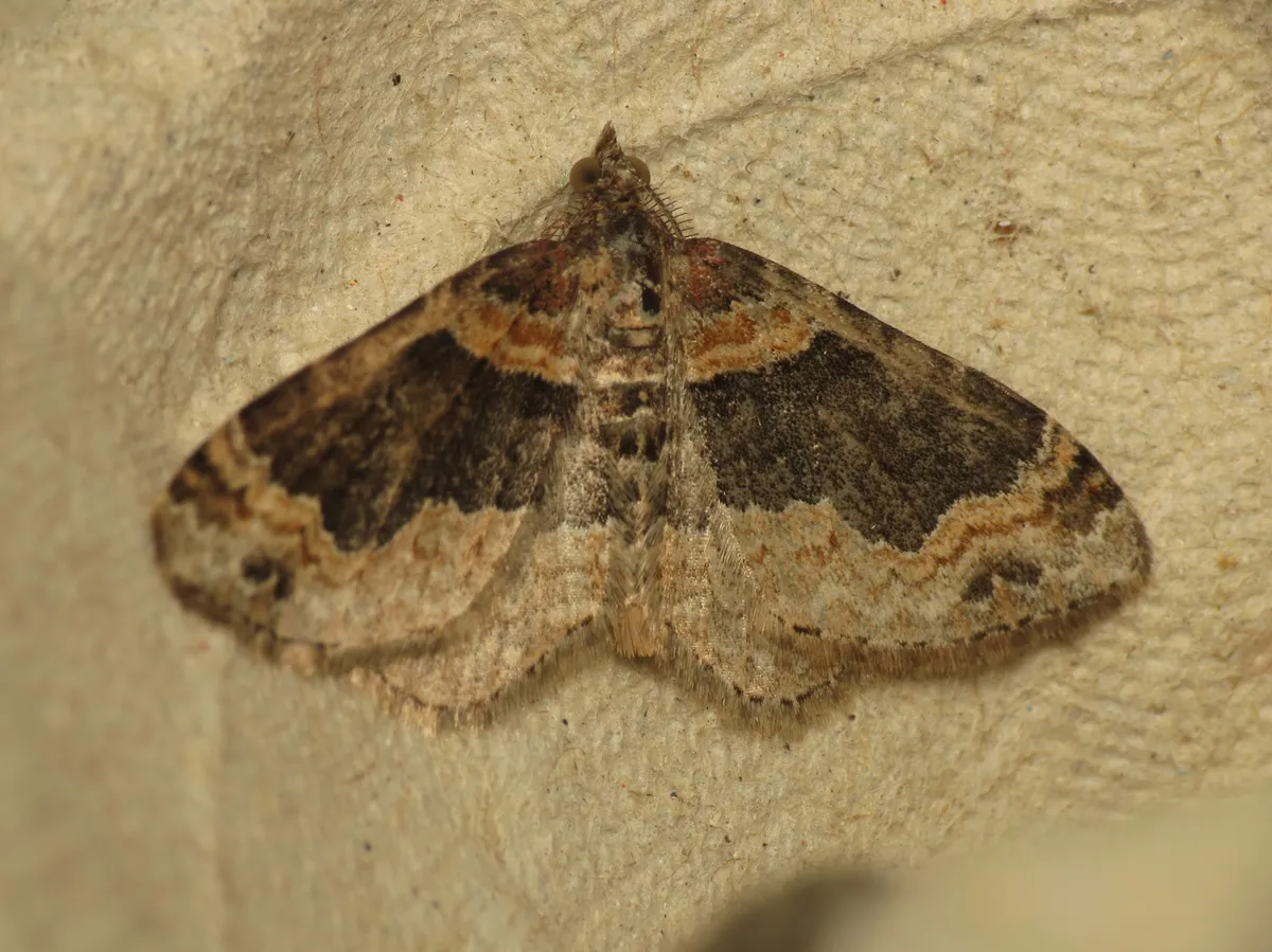 Dark-barred Twin-spot Carpet Moth