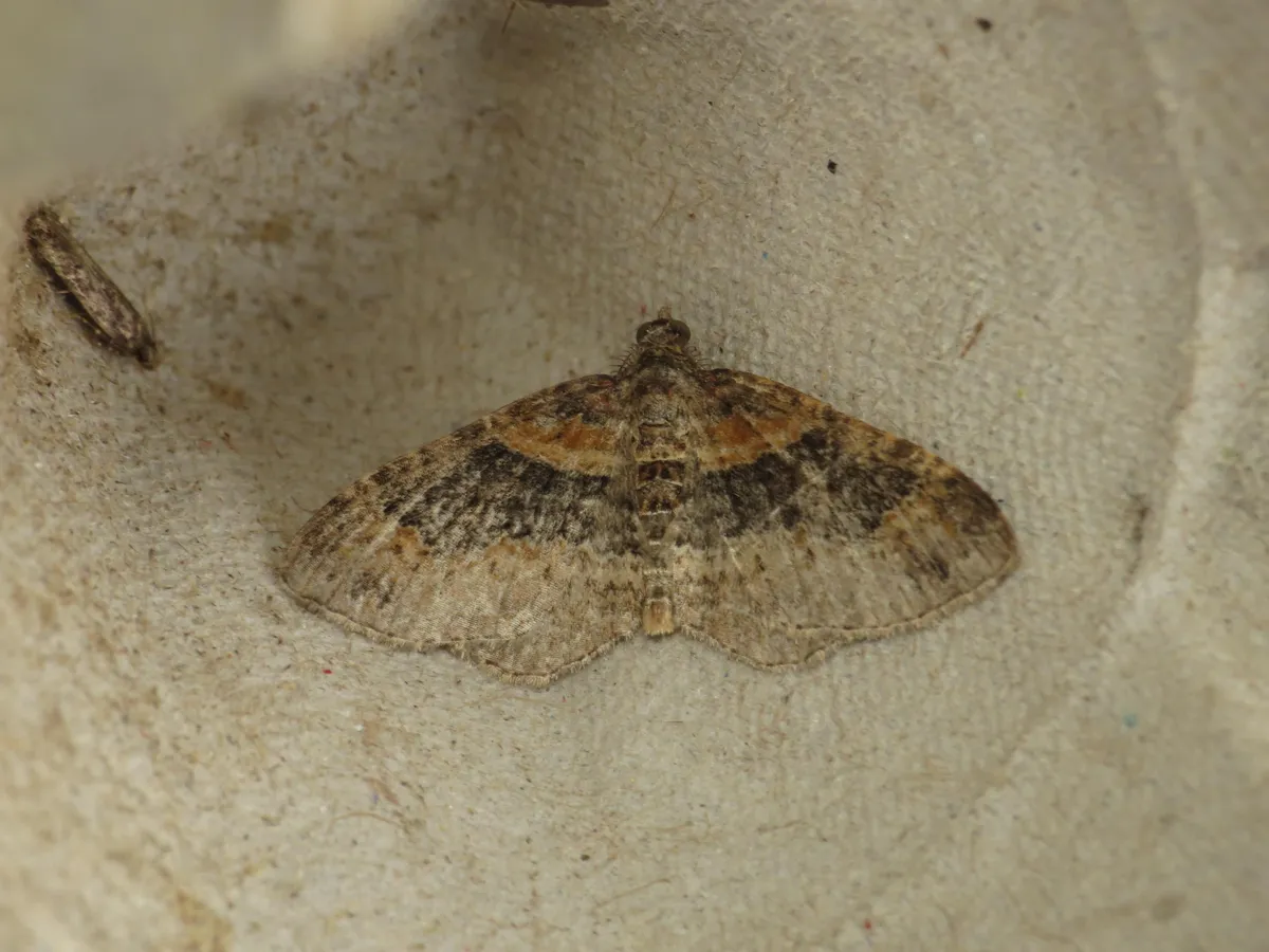 Dark-barred Twin-spot Carpet Moth