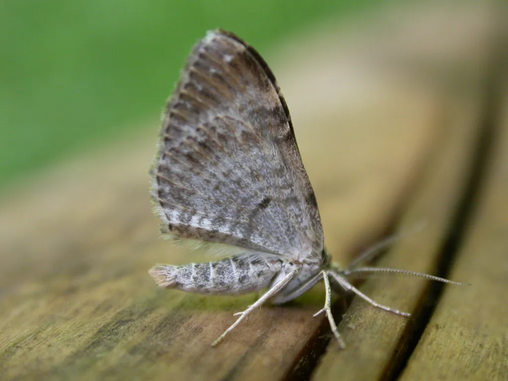 Dark-barred Twin-spot Carpet Moth
