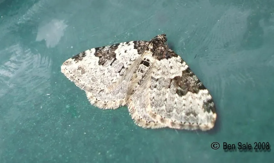 Alfombra del Jardín