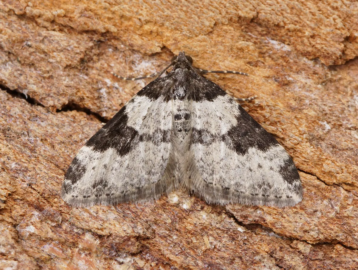 Alfombra del Jardín