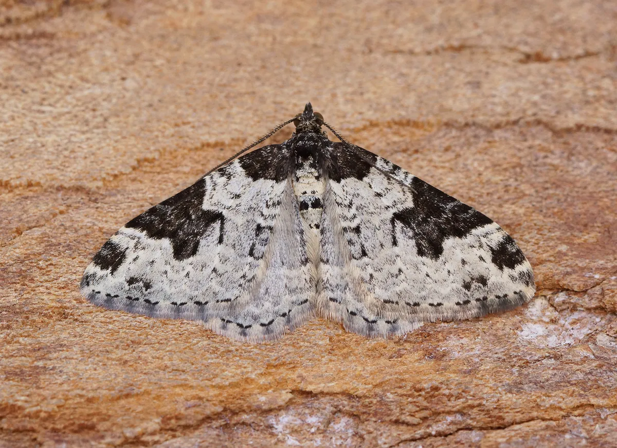 Alfombra del Jardín