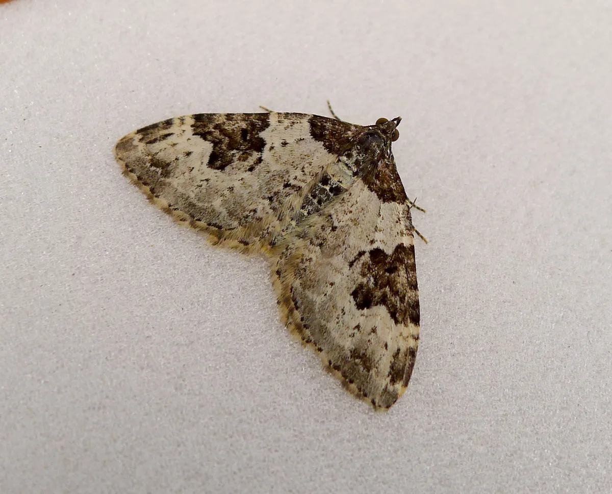 Alfombra del Jardín