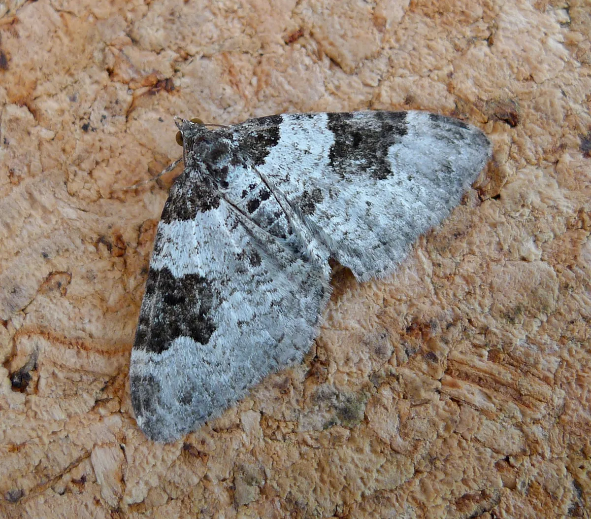 Alfombra del Jardín