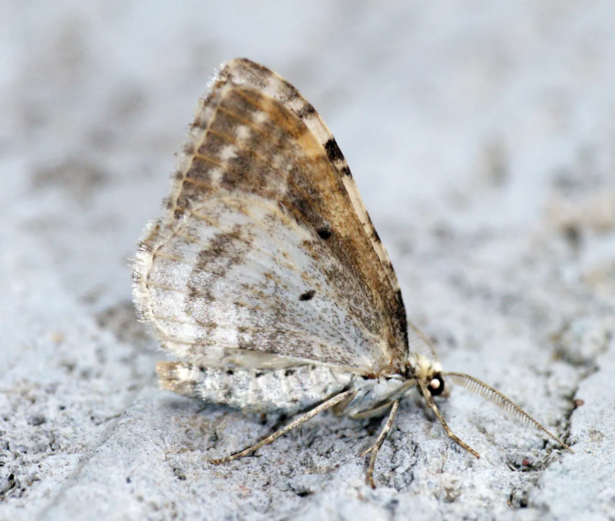 Xanthorhoe montanata