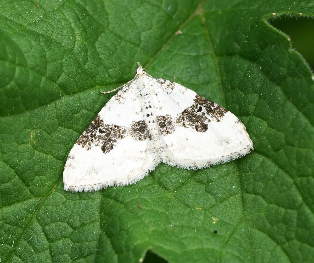 Silver-ground Carpet