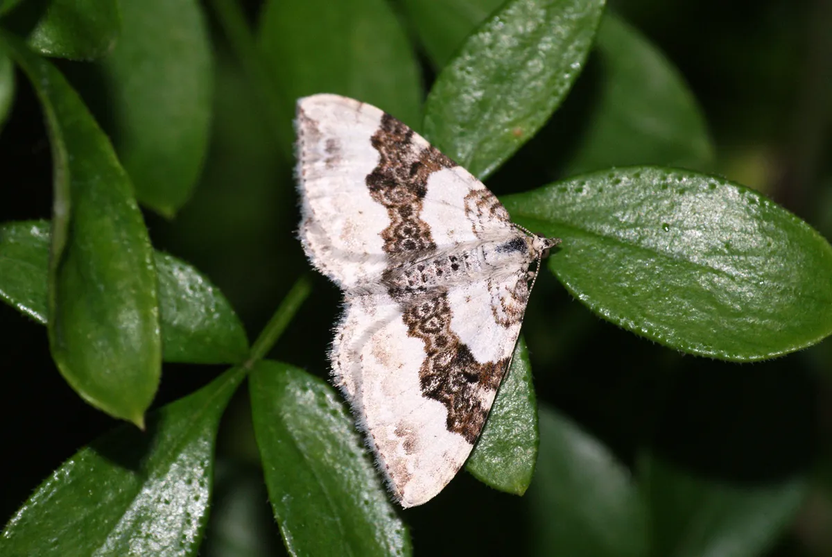 Silver-ground Carpet