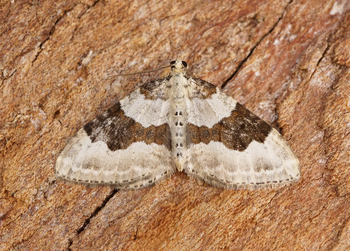 Silver-ground Carpet