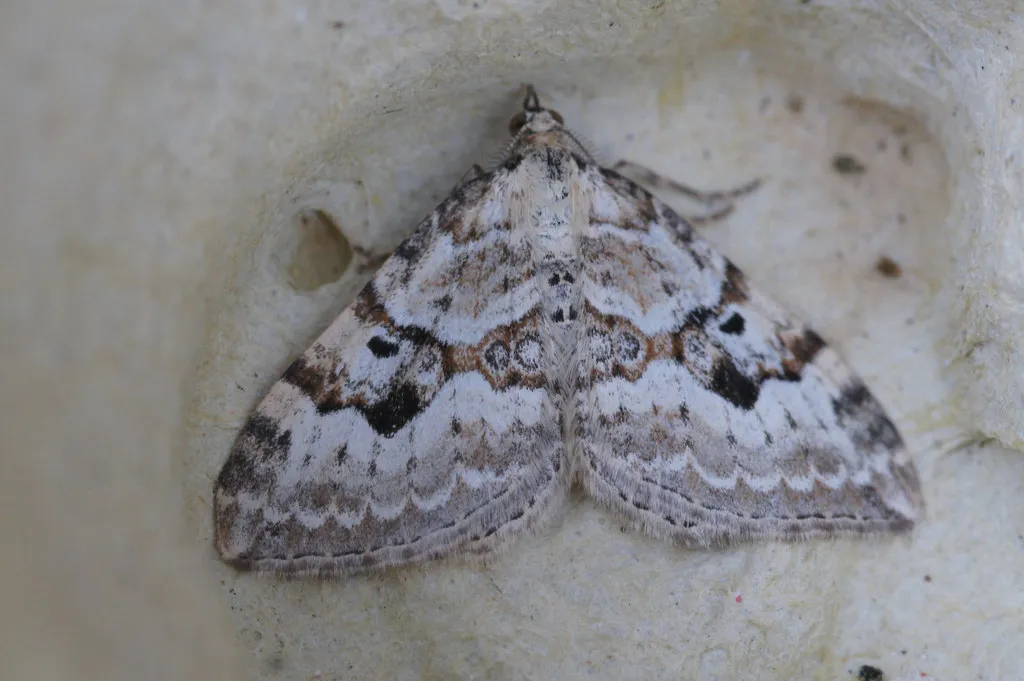 Silver-ground Carpet