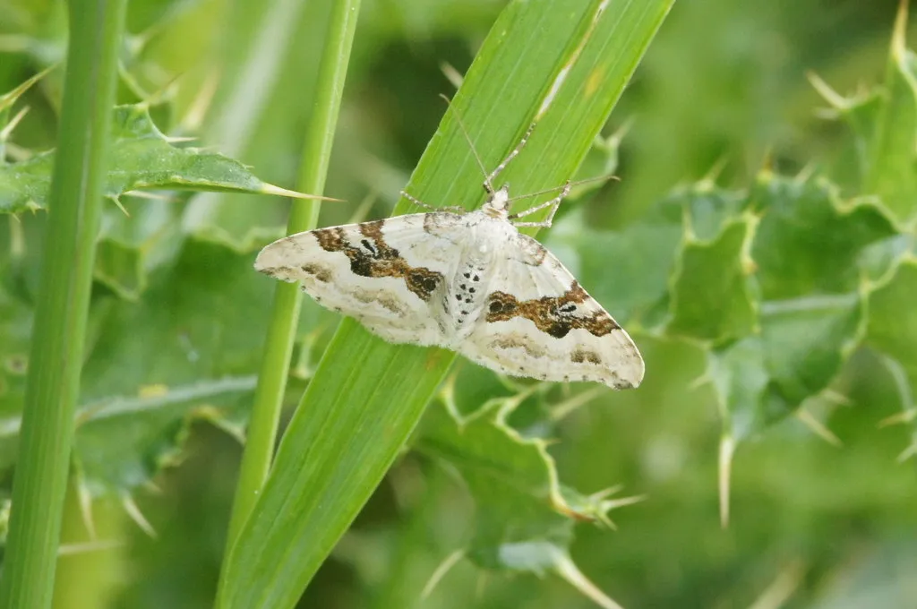 Silver-ground Carpet