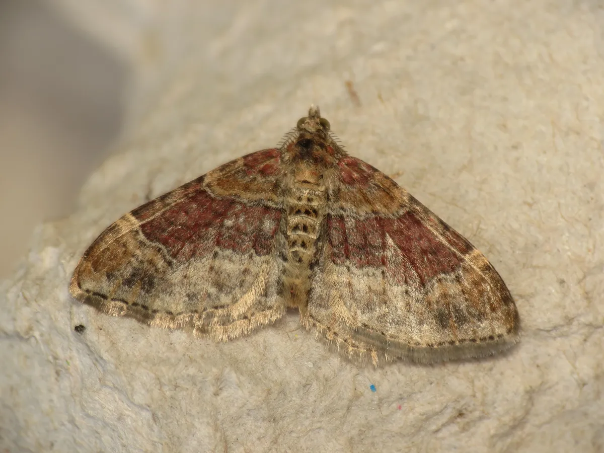 Red Twin-spot Carpet