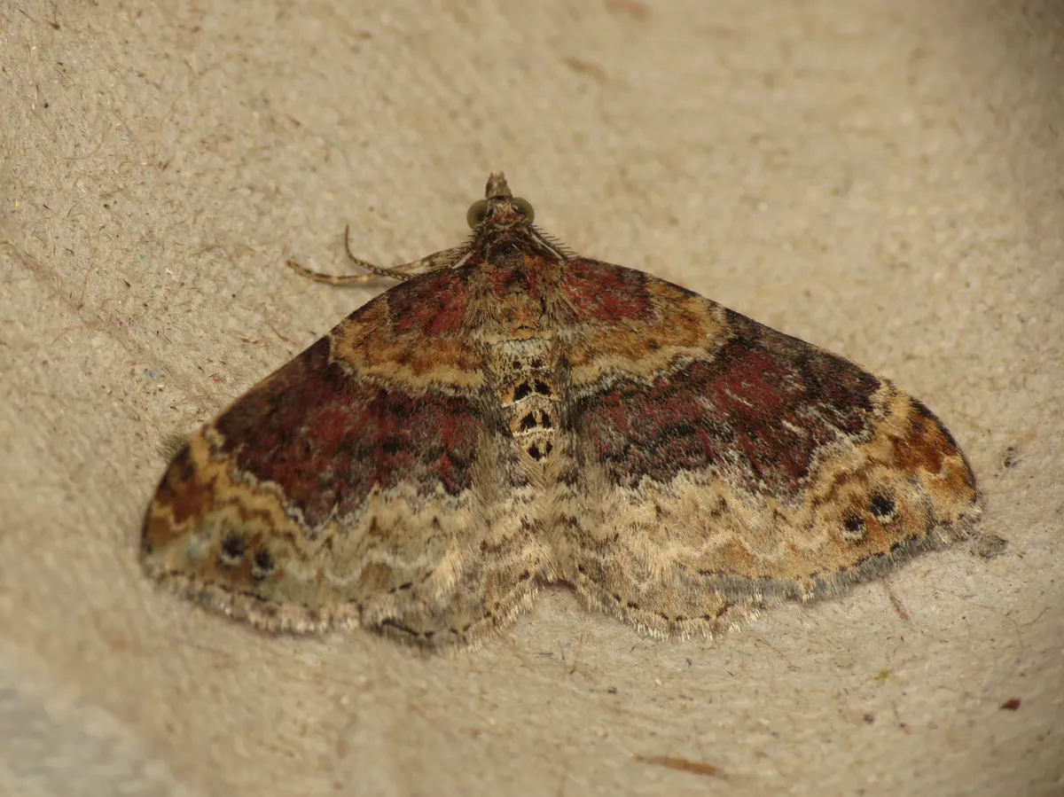 Red Twin-spot Carpet