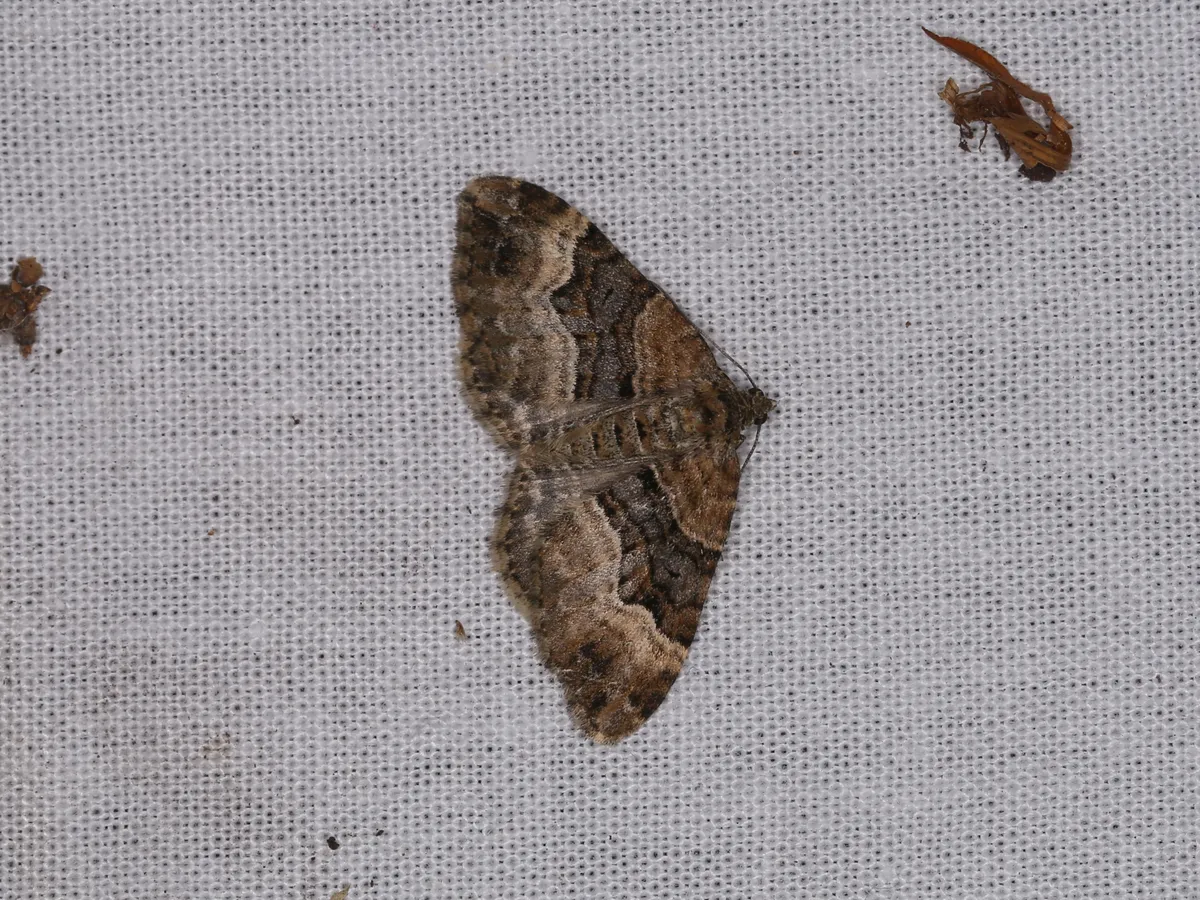 Red Twin-spot Carpet