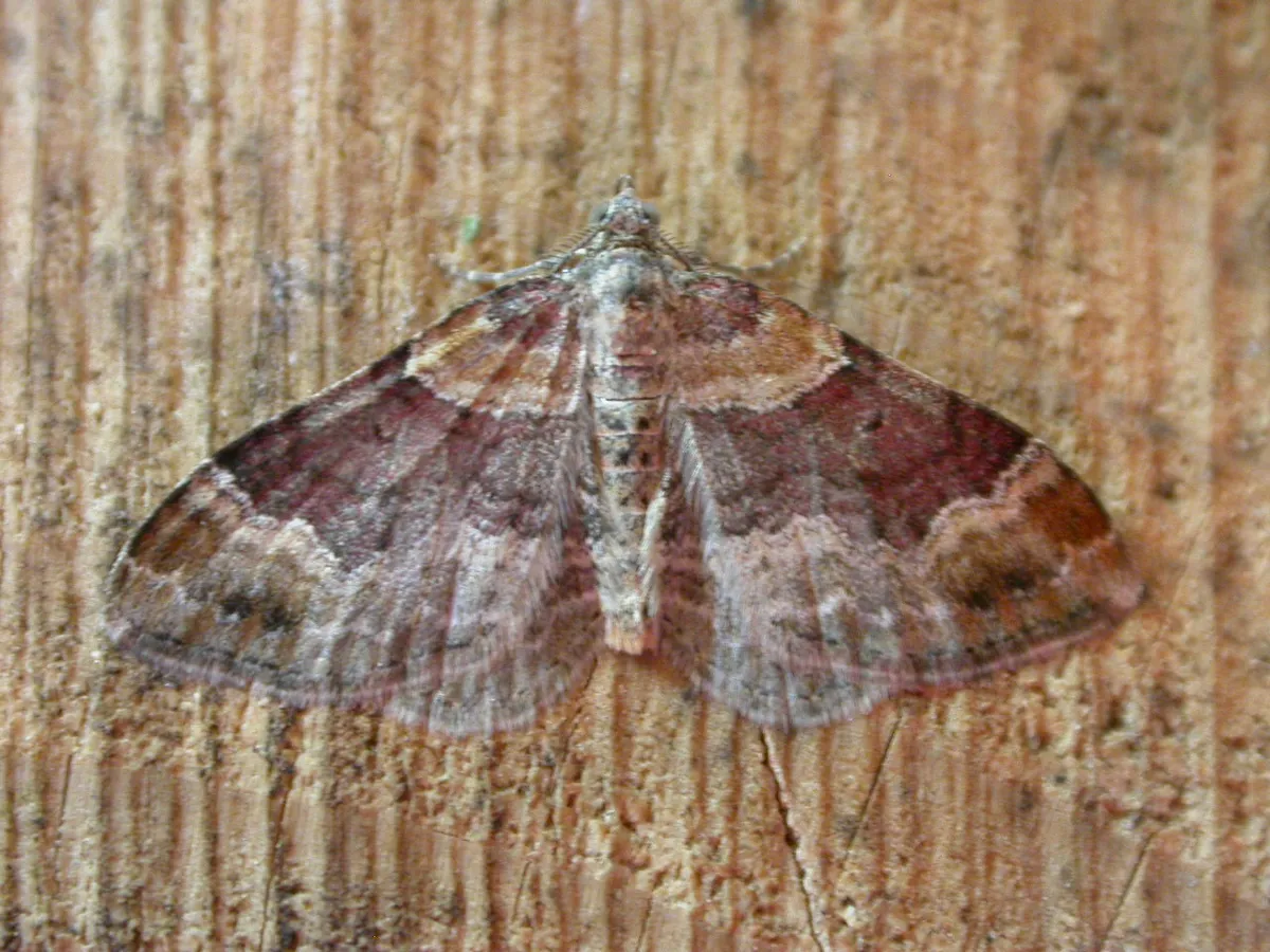 Red Twin-spot Carpet