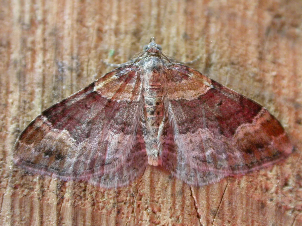 Red Twin-spot Carpet