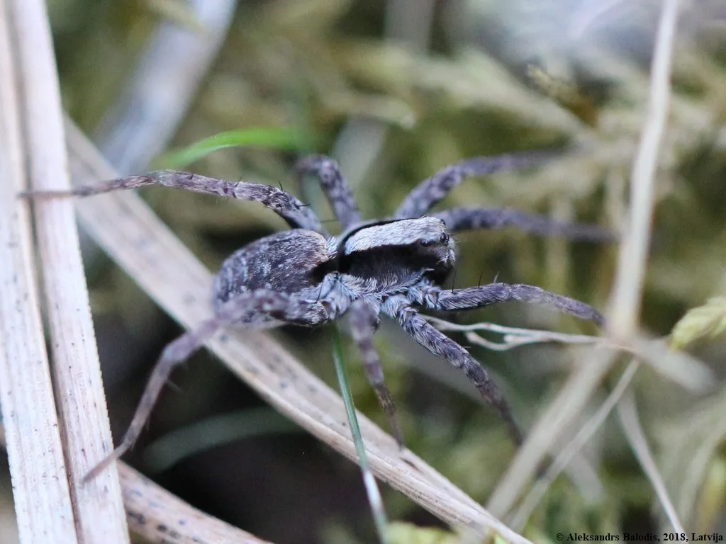 Araña Lobo de Bosque