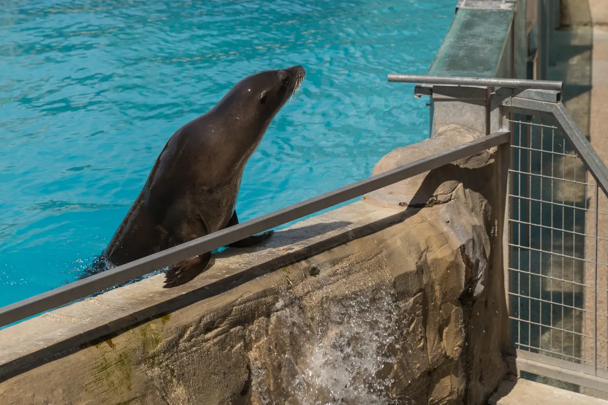 León marino de California
