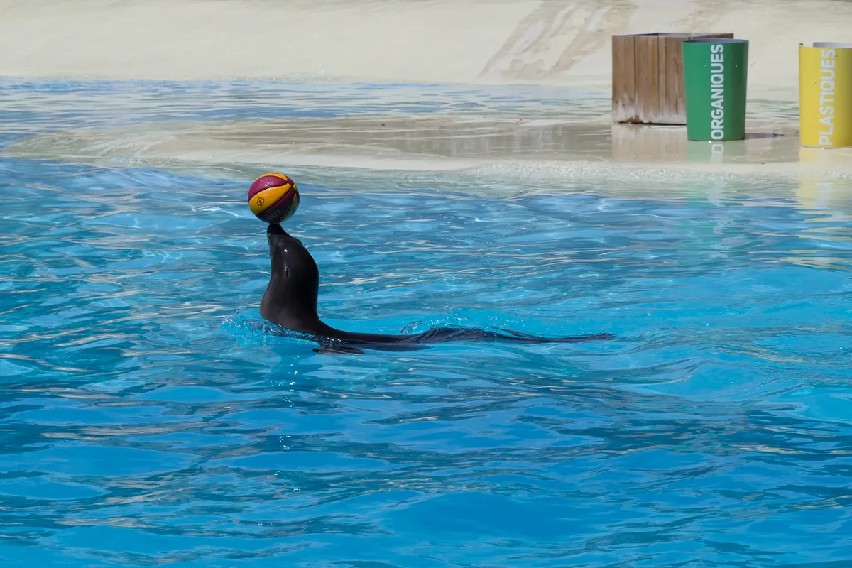 León marino de California