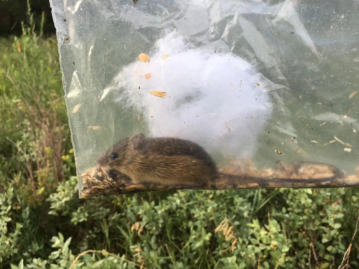 Meadow Jumping Mouse