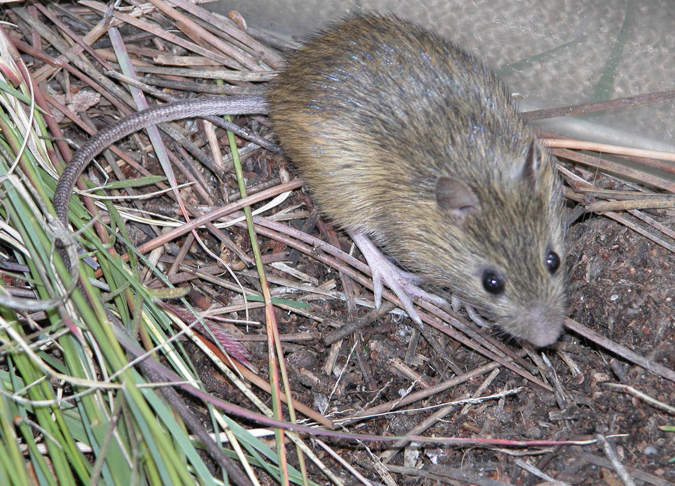 Meadow Jumping Mouse