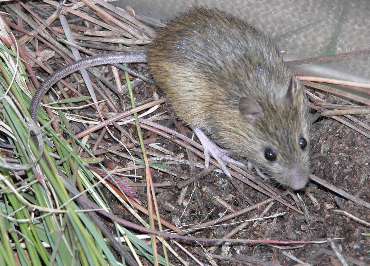 Meadow Jumping Mouse