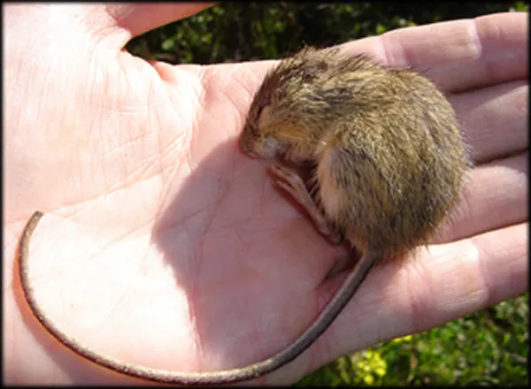 Meadow Jumping Mouse