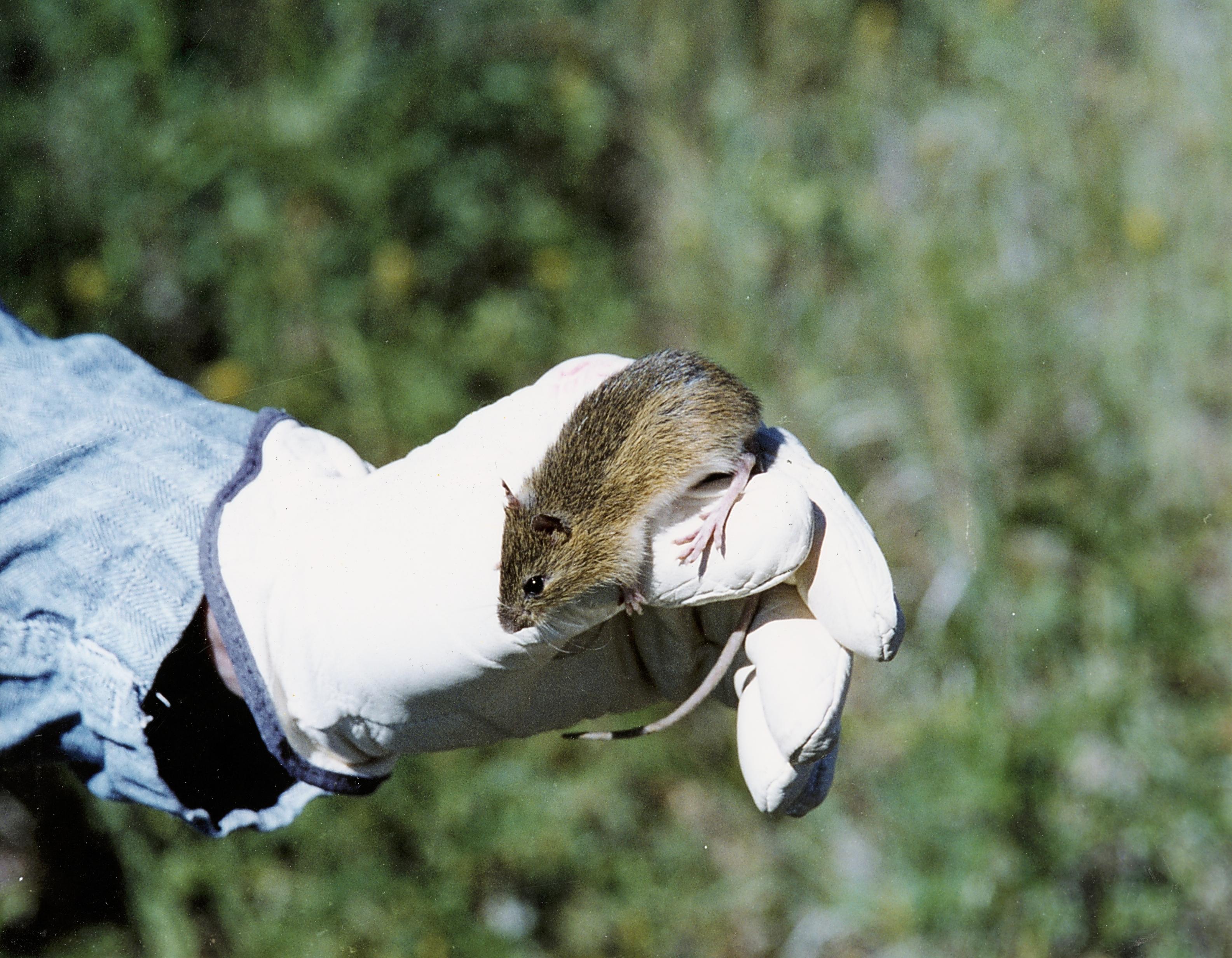 Meadow Jumping Mouse