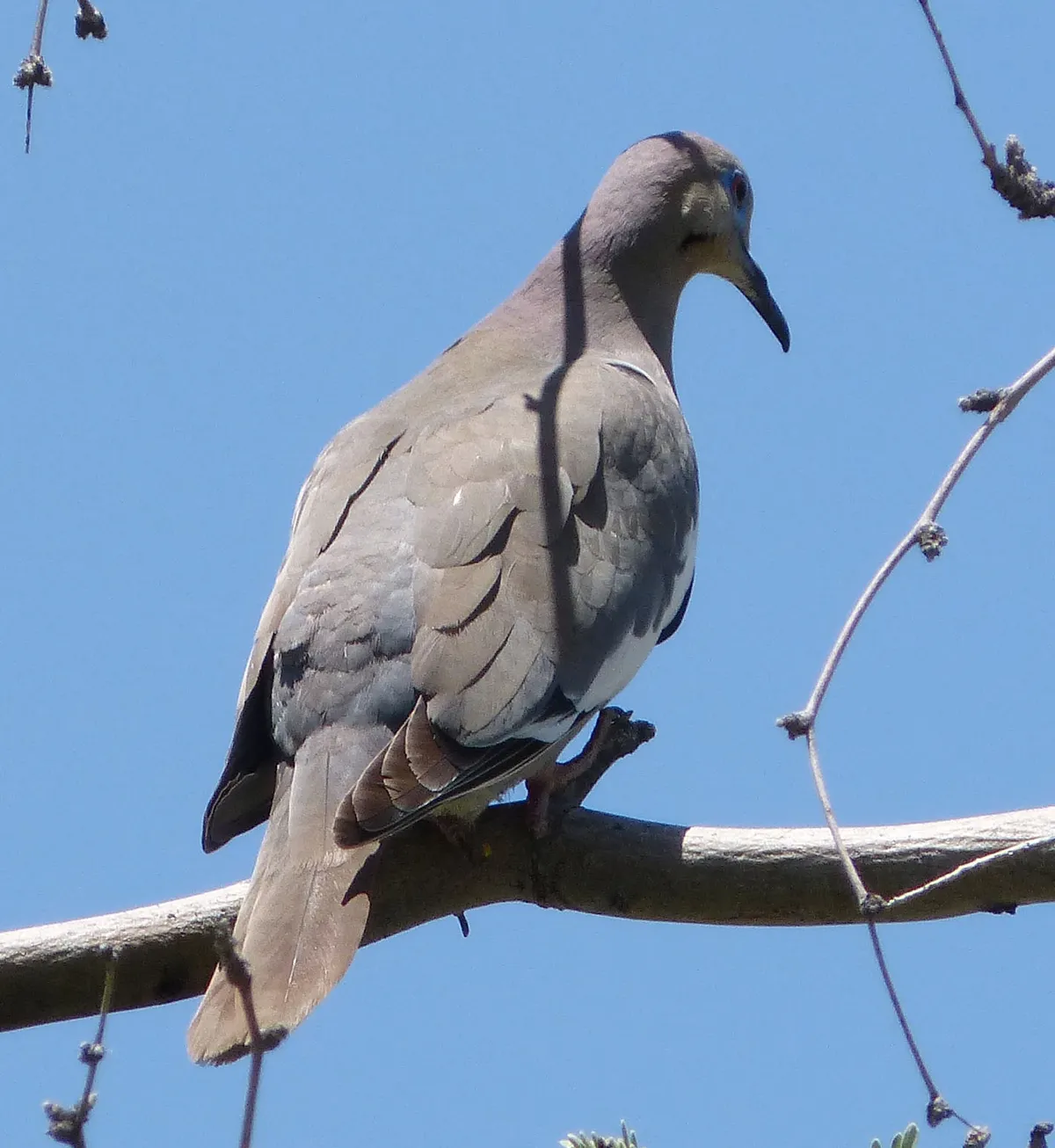 White-winged Dove