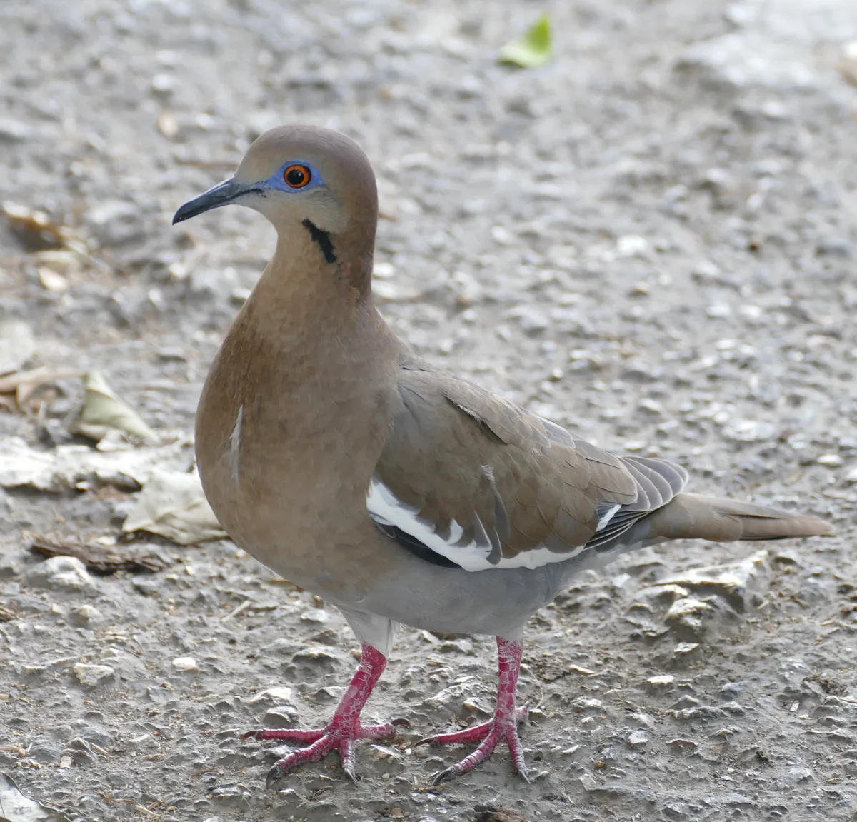 White-winged Dove