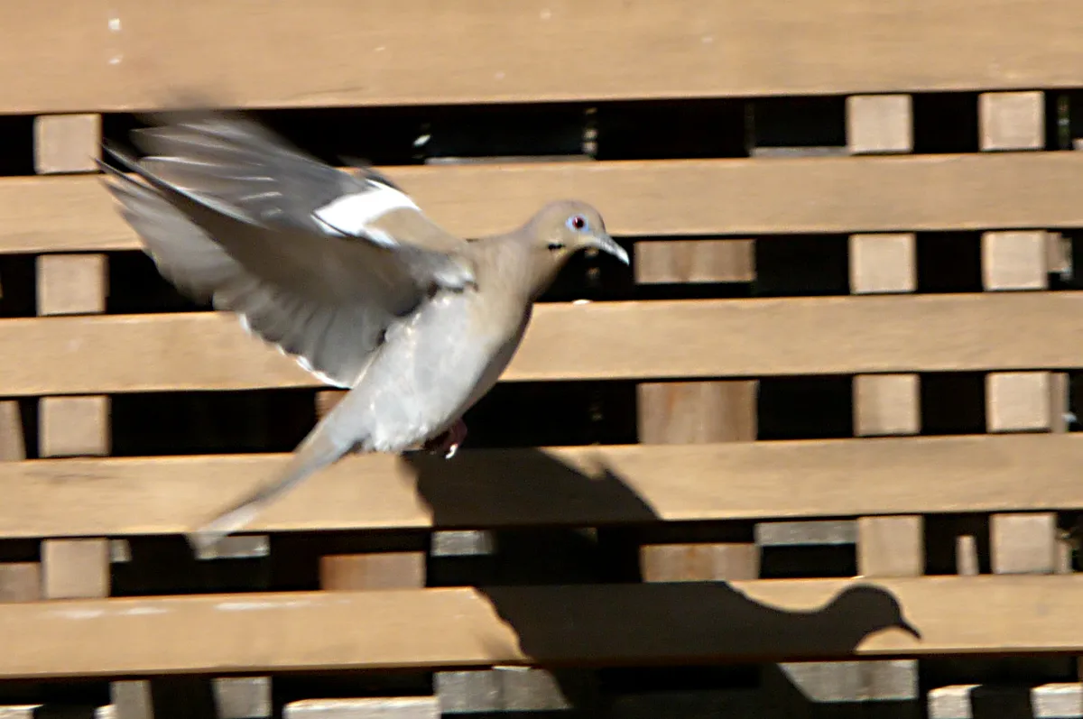 White-winged Dove