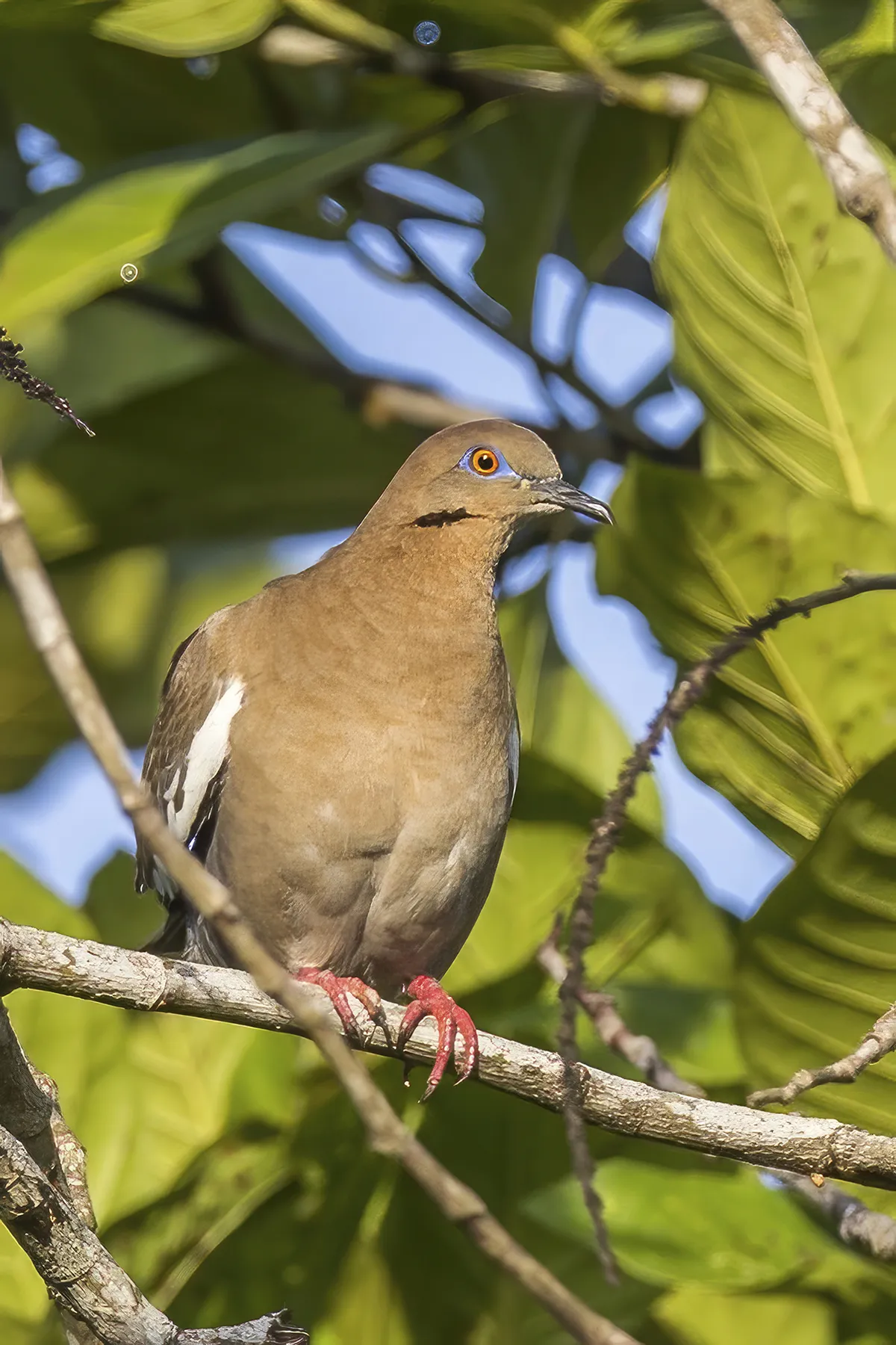 White-winged Dove