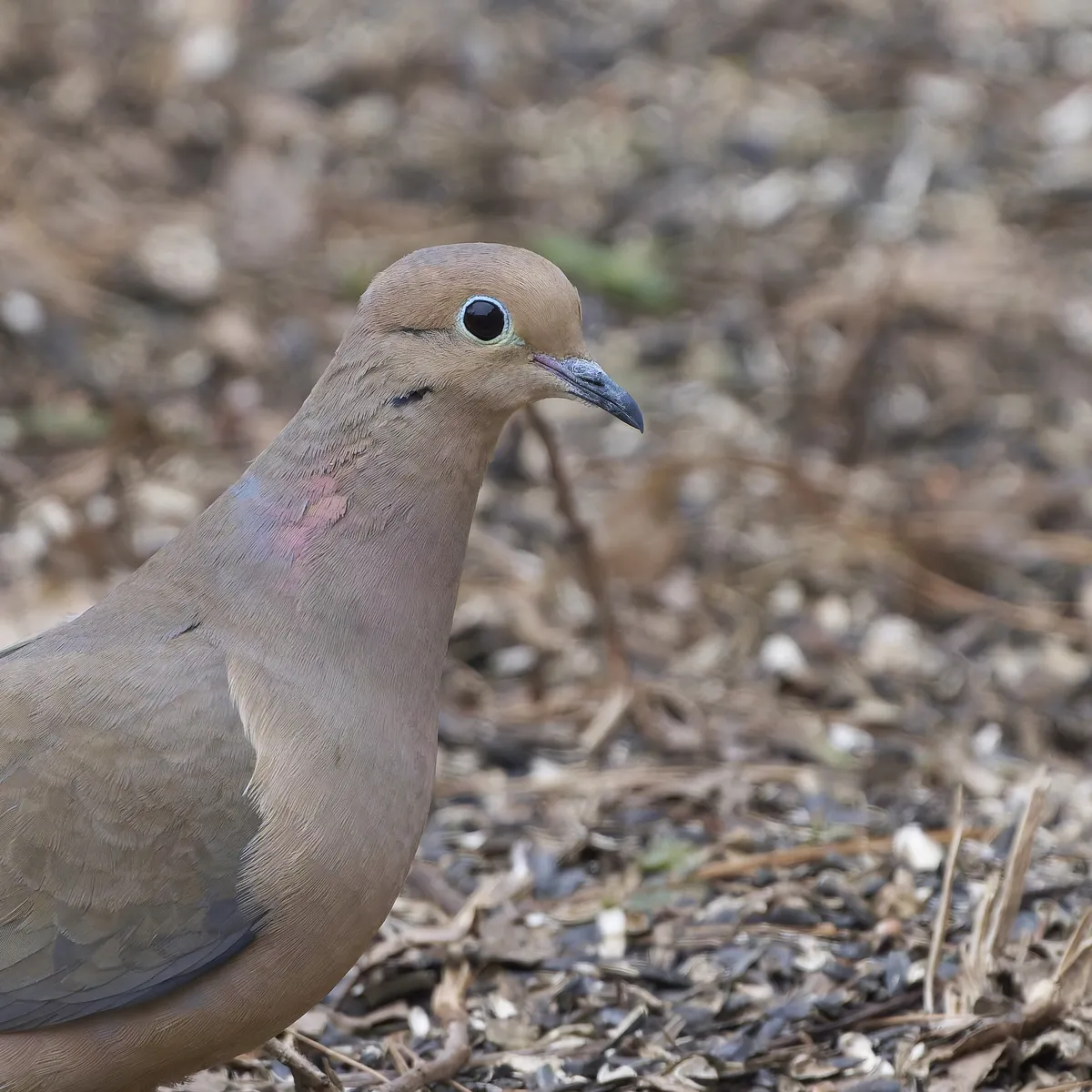 Mourning Dove