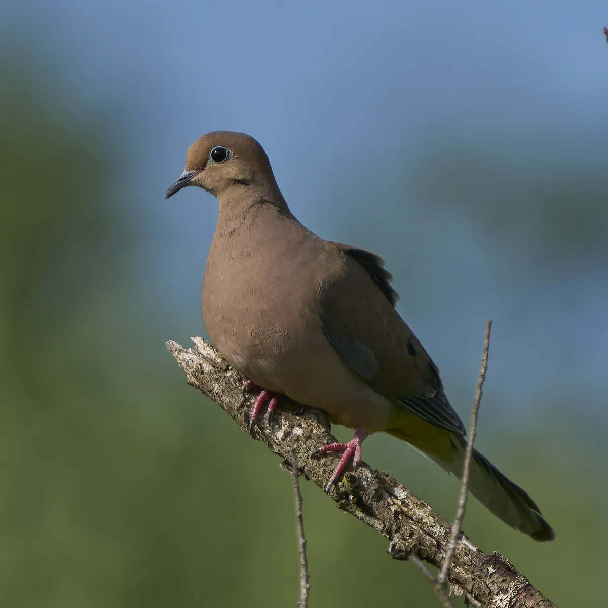Mourning Dove