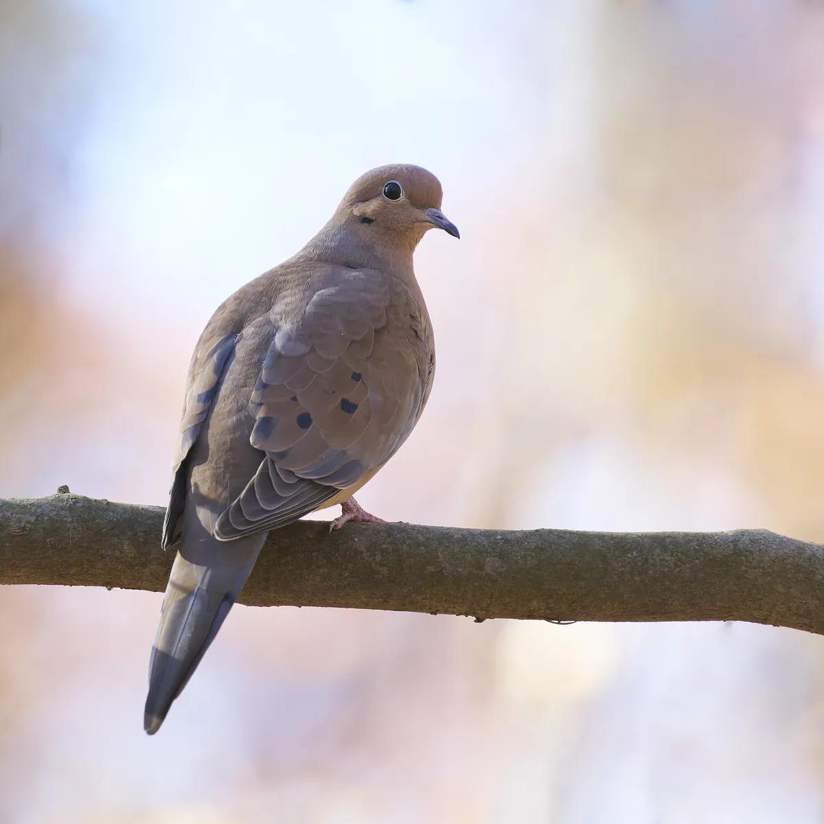Mourning Dove