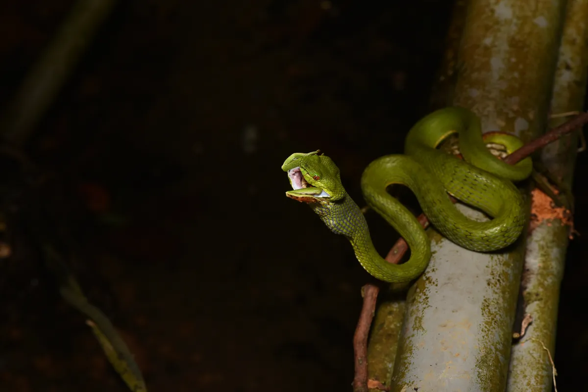 Zhangixalus moltrechti