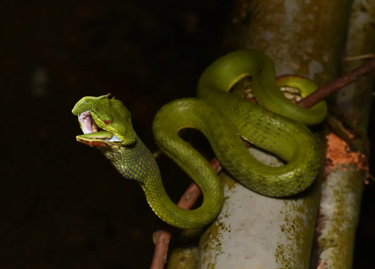 Rana Voladora de Nantou