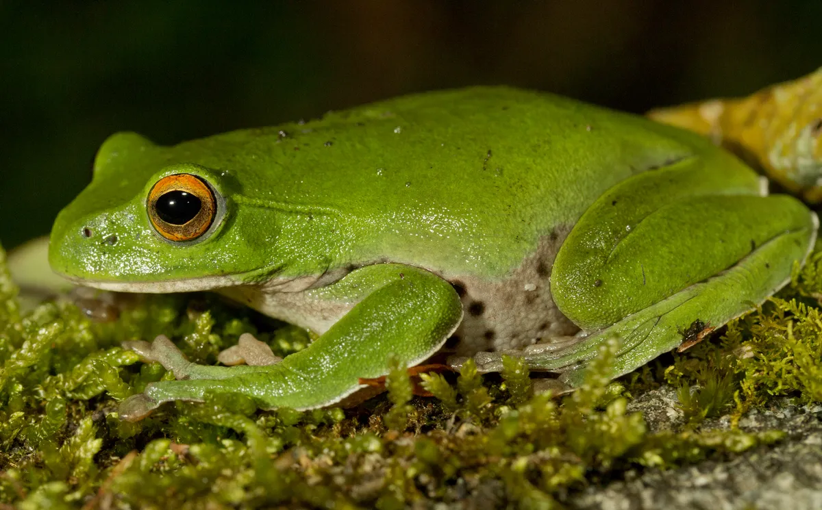 Rana Voladora de Nantou