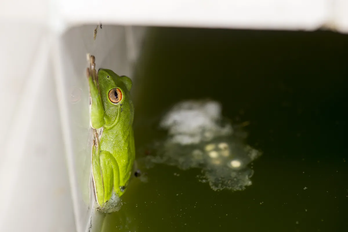 Rana Voladora de Nantou