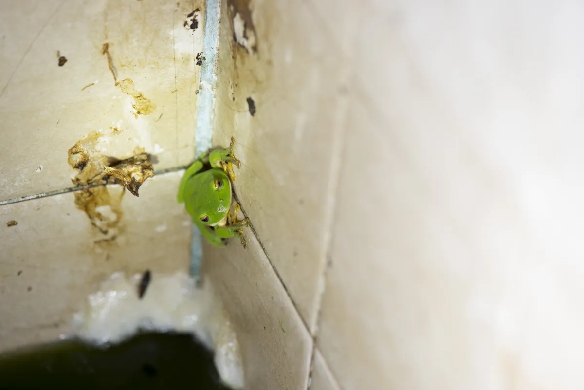 Rana Voladora de Nantou