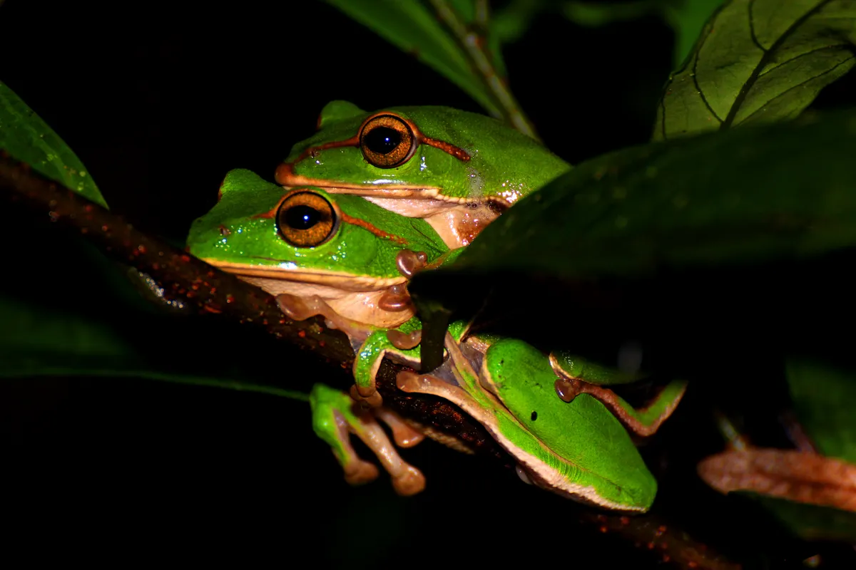 Zhangixalus prasinatus