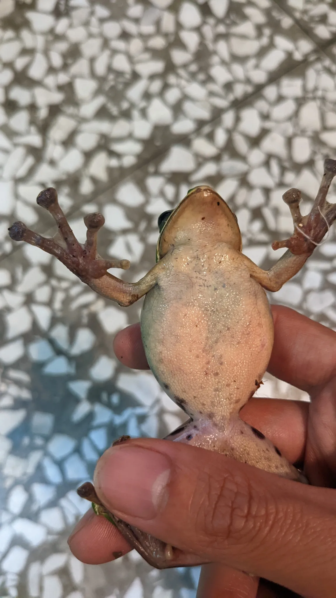 Rana Voladora de Tributario