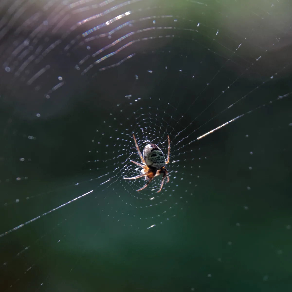Zilla Orb-weaver Spider