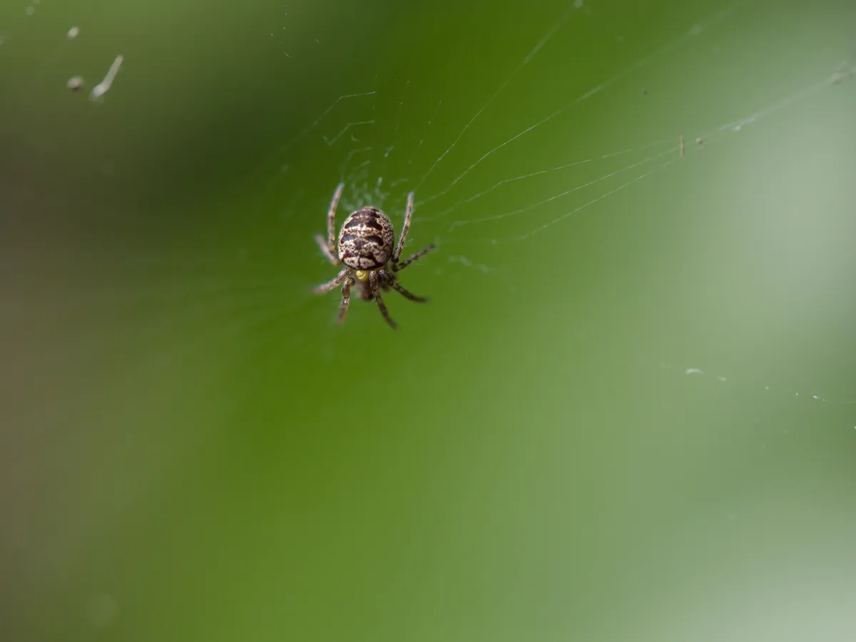 Zilla Orb-weaver Spider