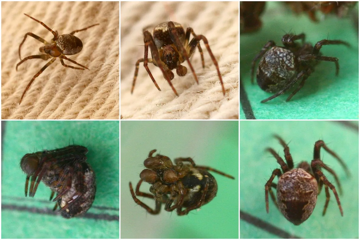 Zilla Orb-weaver Spider