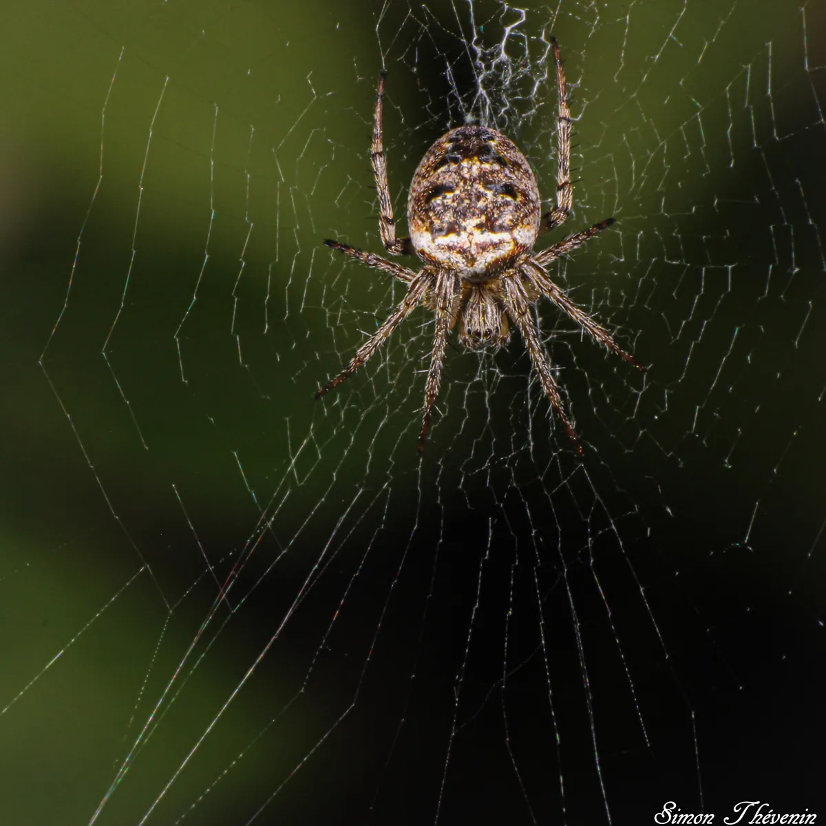 Zilla Orb-weaver Spider