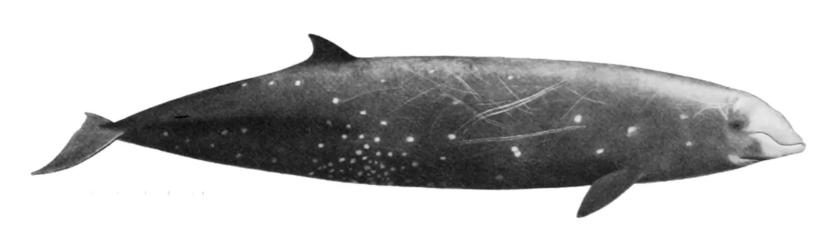 Cuvier's Beaked Whale