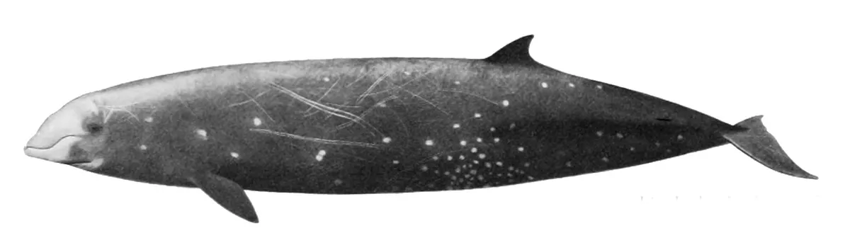 Cuvier's Beaked Whale